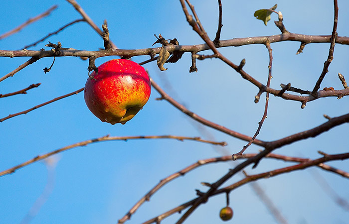 apple tree in winter