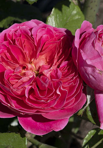 shb_PowerPuffPink_floribundaRose_StarRoses_008