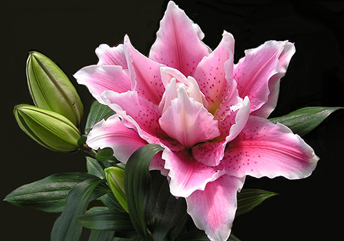 Pink Lily with buds