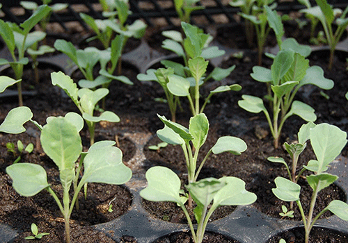 vegetable seedlings