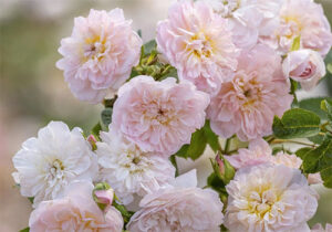 Pastel pink and white david austin rose Elizabeth.