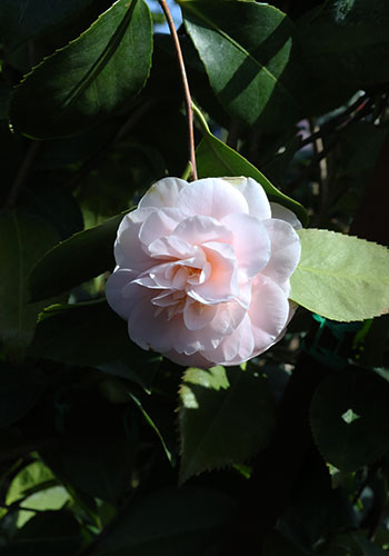 shb_camelliaJaponica_debutante_5L9A8556