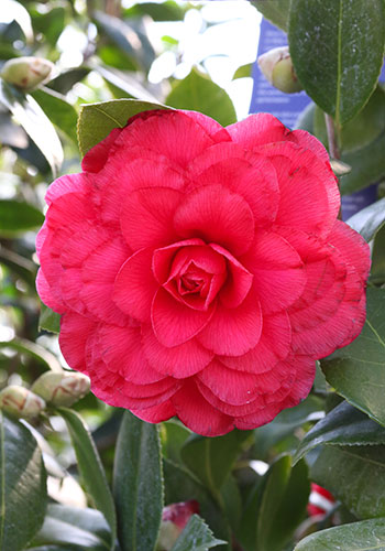 shb_camelliaJaponica_nuccio'sBellaRossa_5L9A8549