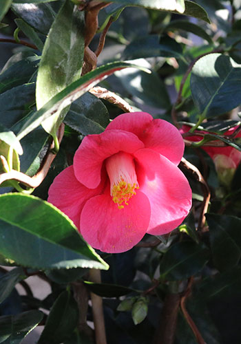 shb_camelliaJaponica_unryu_5L9A8077