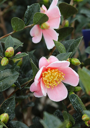 A cute pink camellia sassanqua called pink a boo.