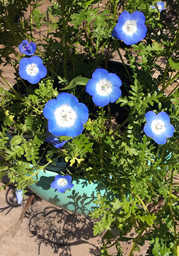 ann_langley_nemophila_babyBlueEyes_MIXH6961