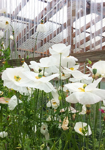 ann_langley_bridalSilk_breadSeedsPoppy_gardenPath_KPFL7525 Huge, bright white, tissue paper like blooms in the Langley greenhouse.