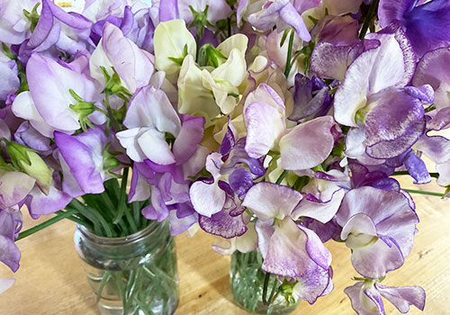 ann_langley_sweetPeas_IMG_0394