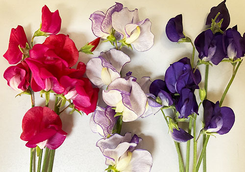 ann_langley_sweetPeas_IMG_0408