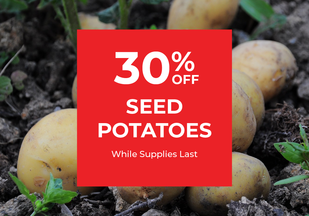 30% off seed potatoes