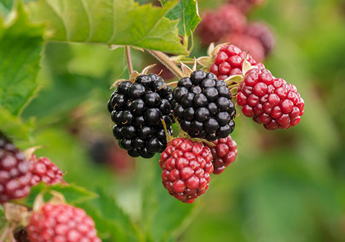fr_blackberry_berry-3513546_1920 blackberry bunch ripening on the vine.