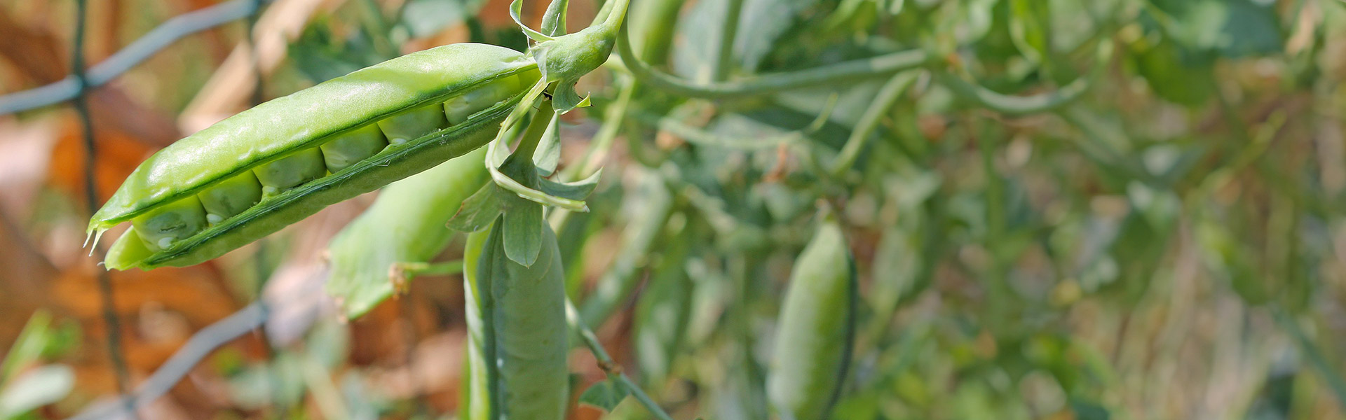 veg_snapPea_h_darker_pea-6003632_1920