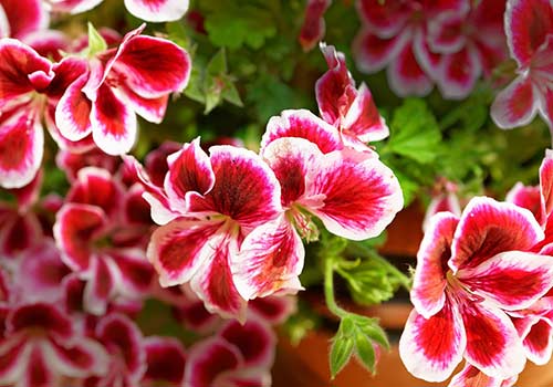 Martha Washington geranium blooms of red with a white border