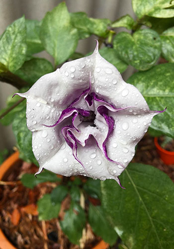 ann_datura_purple_datura-2383363_1920