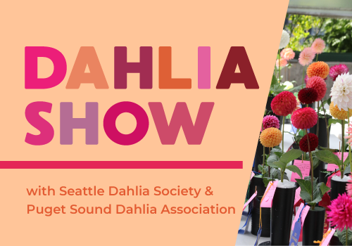 ec_dahliaShow ec_dahliaShow