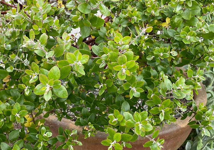 shb_manzanita_1