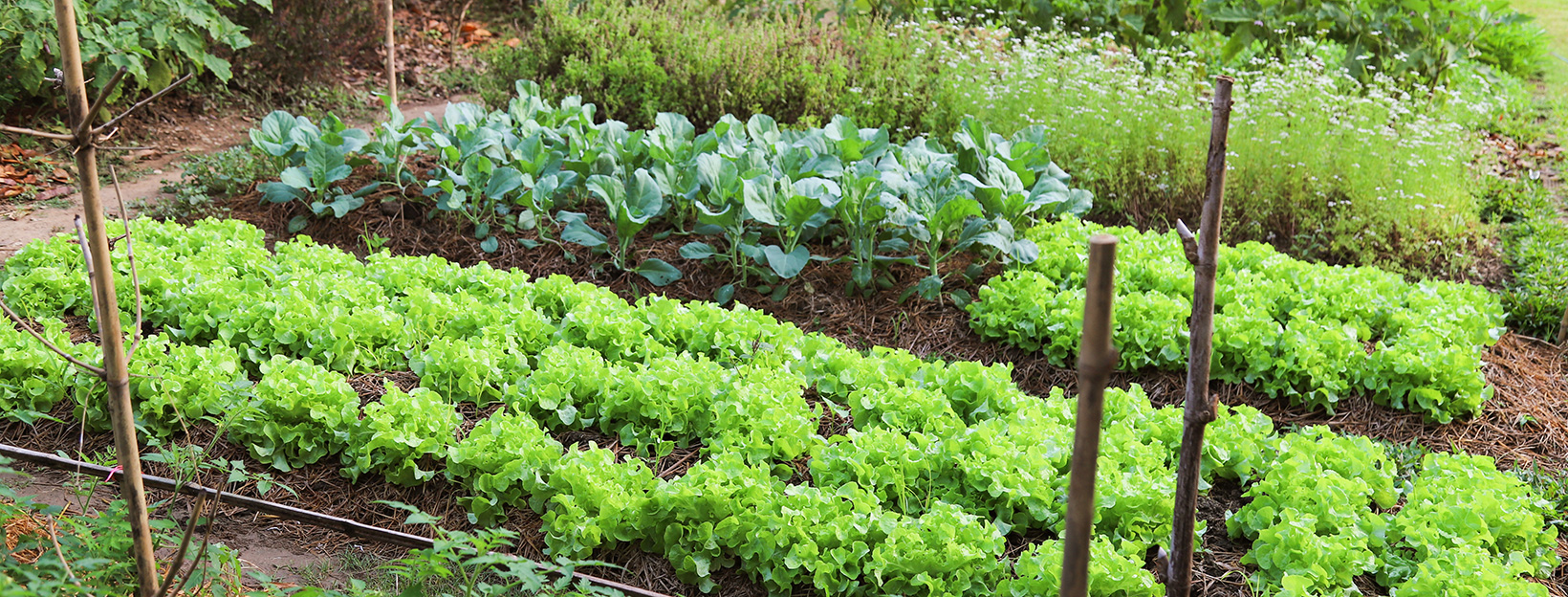 veg_veggieGardenRows_lettuce_h_AdobeStock_308717997