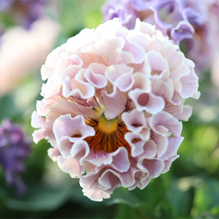 Photo: Three Brothers Blooms