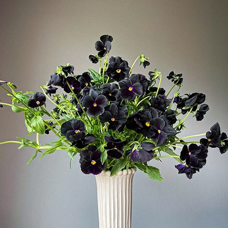 Photo: Three Brothers Blooms