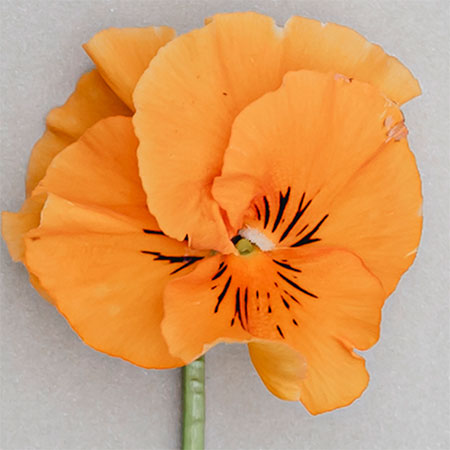 Photo: Kelly Bowie for Timber Press