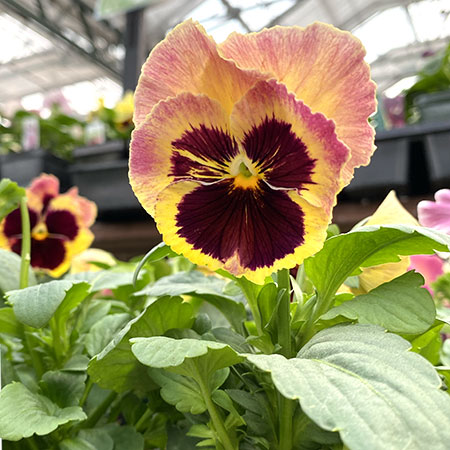 ann_pansy_matrixSunrise_blog_IMG_9289