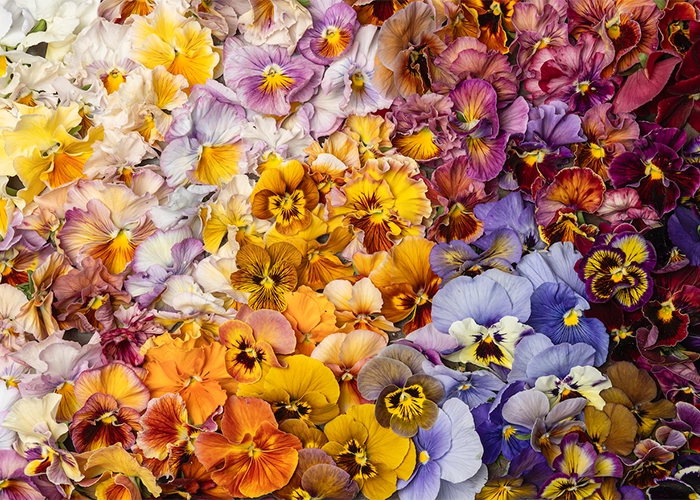 Photo by Kelly Bowie for Timber Press