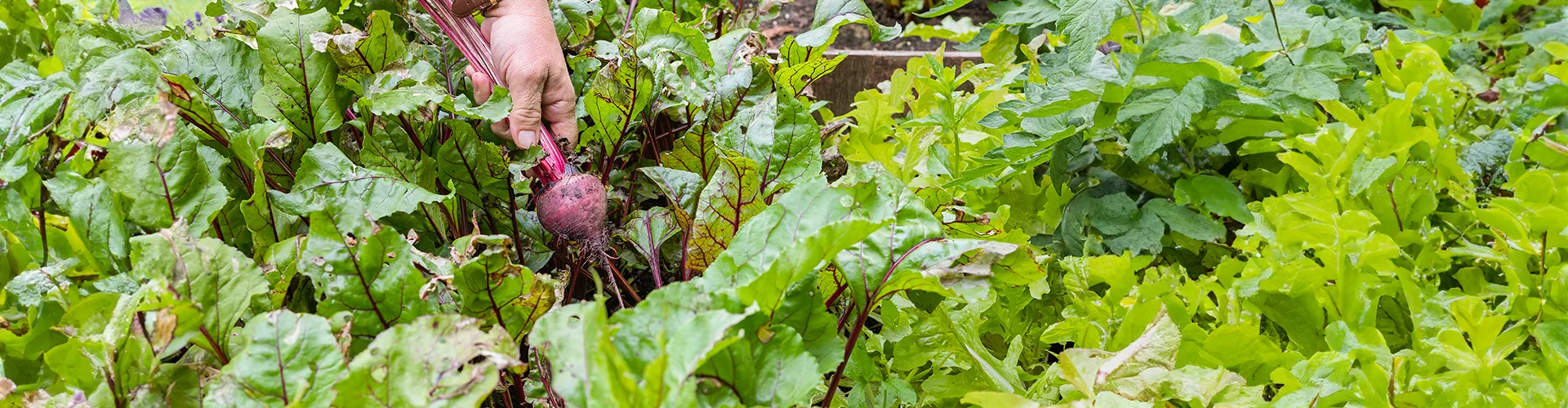 vegetable garden of leafy greens and beets