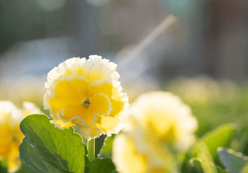 ann_sunshineViola_tagawaGardens_sato_Screenshot-2025-06-03-134545