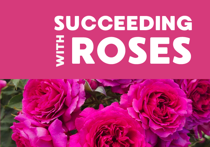 ec_web_roses