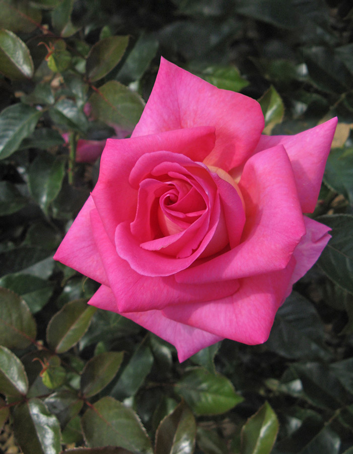 Image Credit: Certified Roses