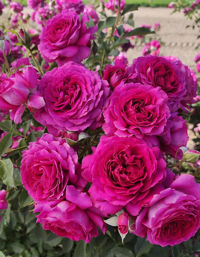 Image Credit: Weeks Roses