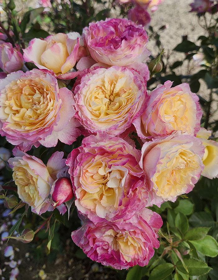 Image Credit: Weeks Roses