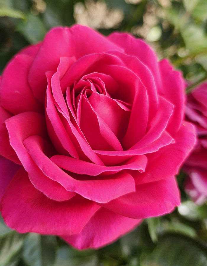 Image Credit: Weeks Roses