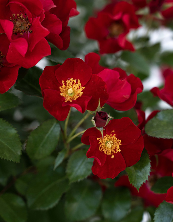 Image Credit: Star Roses