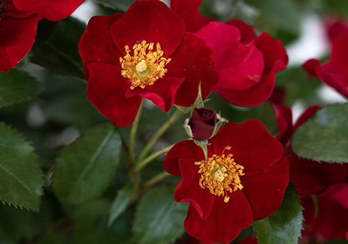 shb_rose_ScarletDrift_imageCreditStar_wide