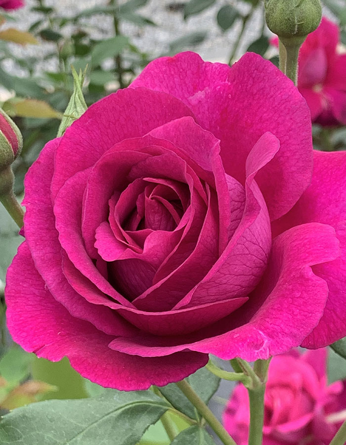 Image Credit: Star Roses