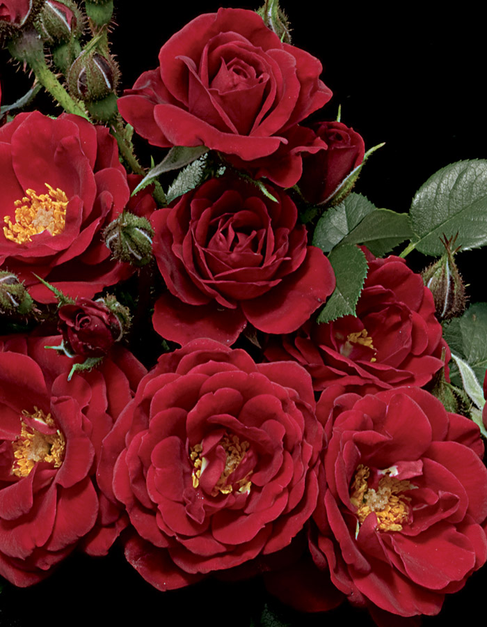 shb_rose_warmAndFuzzy_imagecredit_WeeksRoses