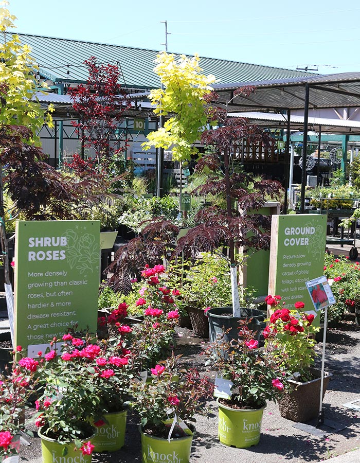 shb_roses_signage_5L9A8556