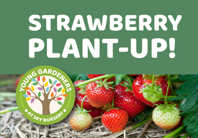 yg_ec_strawberryPlantUp