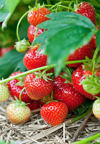 fr_strawberry_AdobeStock_31528842