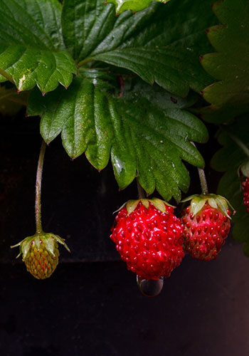 fr_strawberry_alejandro-pinero-amerio-gwqw6YNuAwE-unsplash
