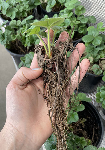 Bare-Root Strawberry 'Crown'