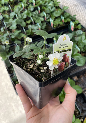 Potted Strawberry Plant