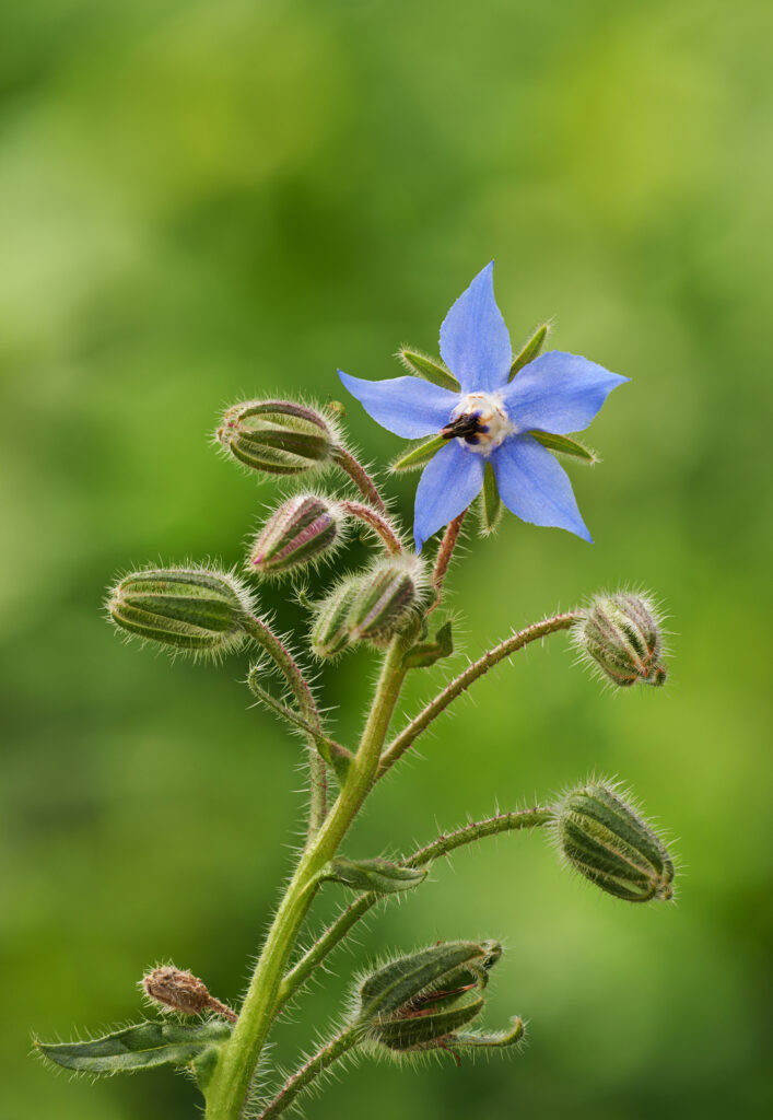 Nature, flower and closeup of purple daffodil for natural beauty, spring mockup and blossom. Countryside, plant background and zoom of borage for environment, ecosystem and flora growing in meadow.