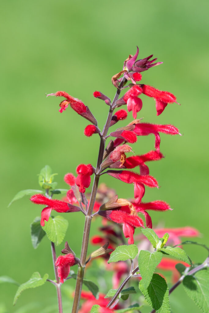 Close up of pineapple sage (salvia elegans) flowers in bloom