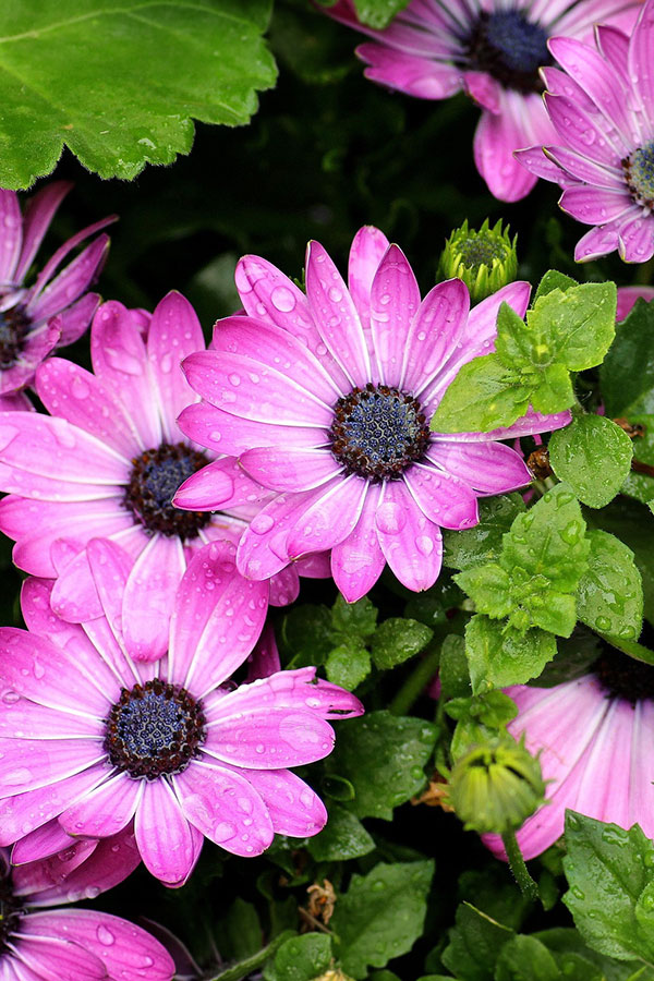 ann_osteospermum_purple_africanDaisy_alicja-osteospermum-3408289_1920