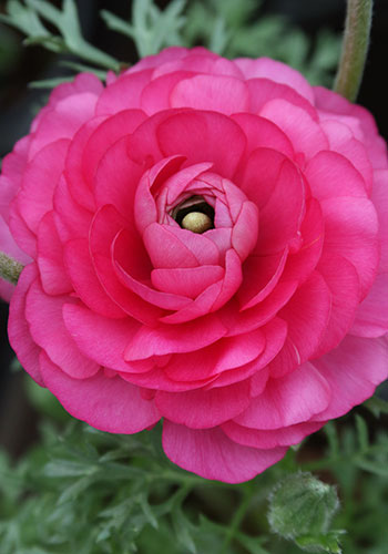 ann_ranunculus_pink_5L9A5332