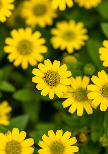 ann_sanvitalia_2'annual_sanvitalia-8191247_1920