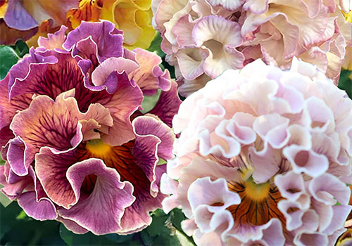 ann_satoPansy_elegance_antoinette