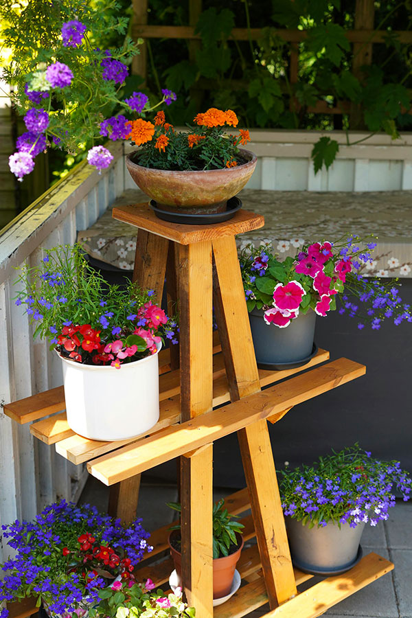 annmarigold_begonia_lobelia_petunia_pots_patio_garden_pexels-emine-413077652-17198657